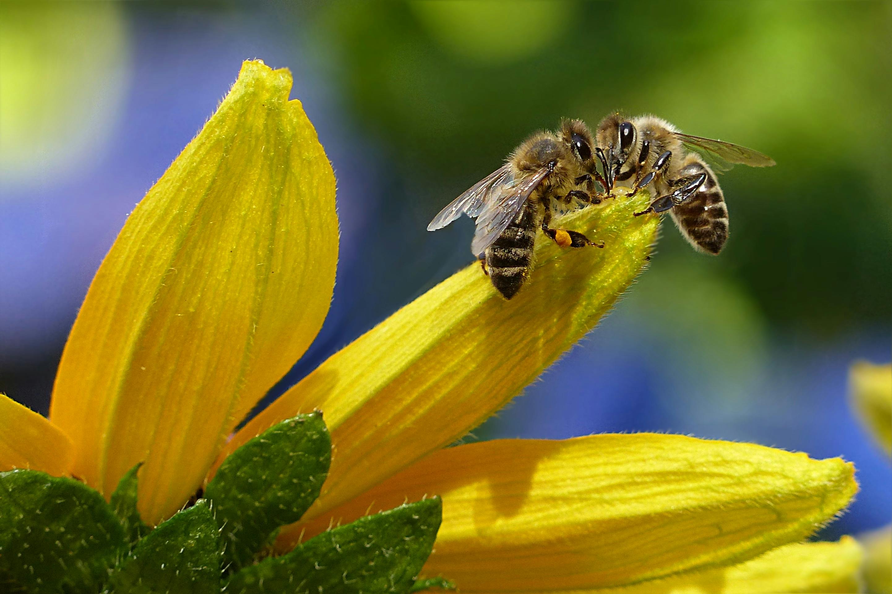 Close-up of honey bees on a bright yellow flower